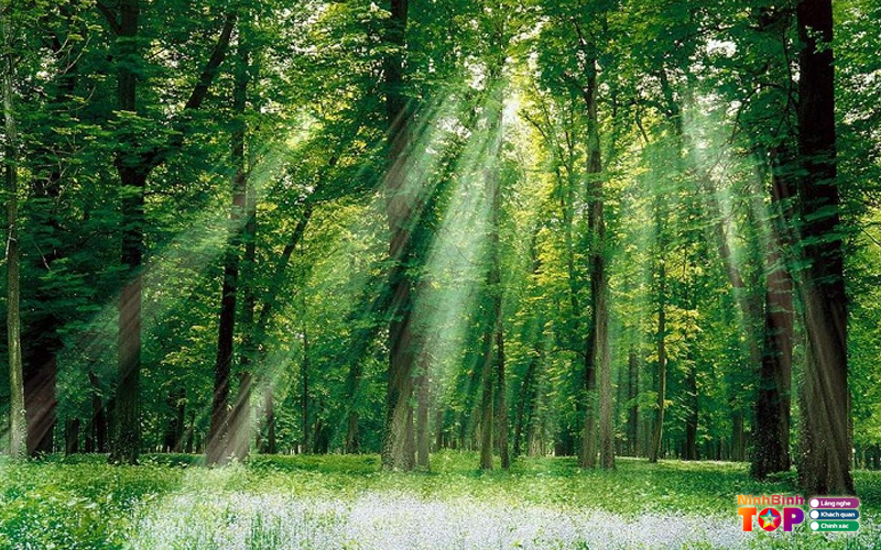 Vuon-quoc-gia-cuc-phuong-2