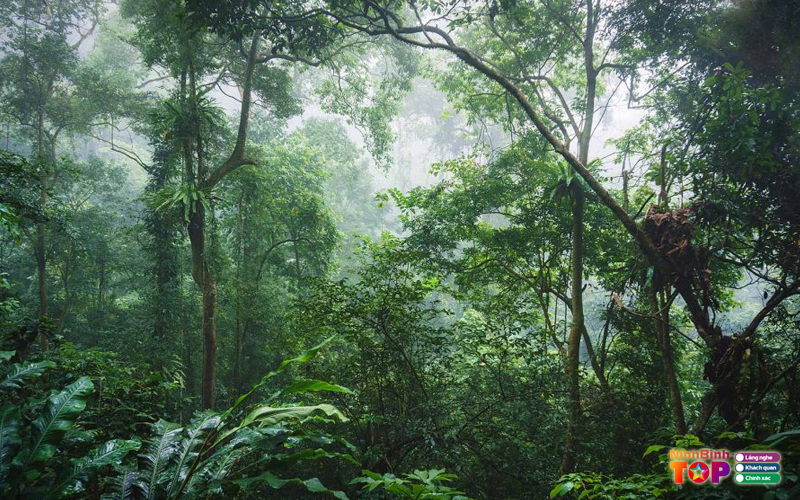 Vuon-quoc-gia-cuc-phuong-3