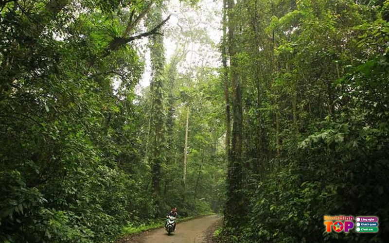 Vuon-quoc-gia-cuc-phuong-4