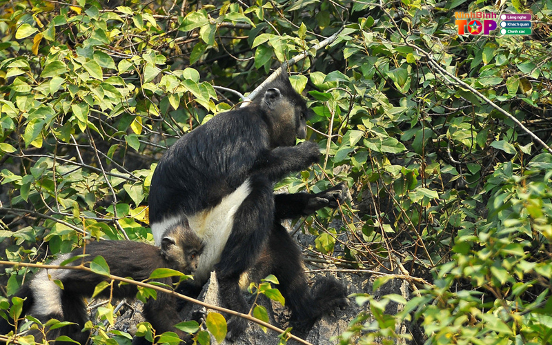 Khu-du-lich-van-long-ninhbinhtoplist-3