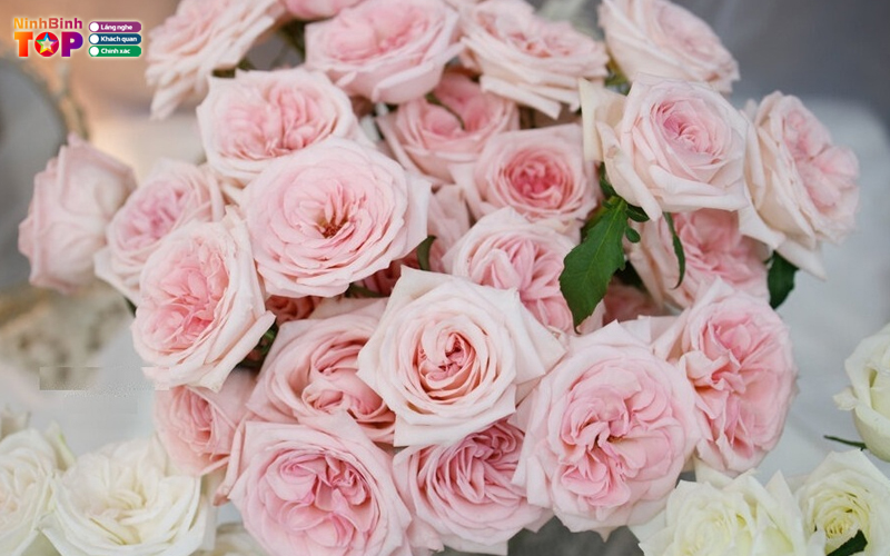 Ohara-flowers-ninhbinhtoplist