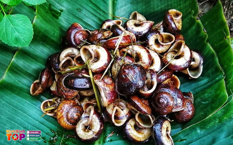 Oc-ngon-ninh-binh-ninhbinhtoplist