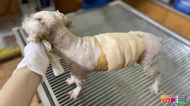 Phong-kham-thu-y-o-ninh-binh